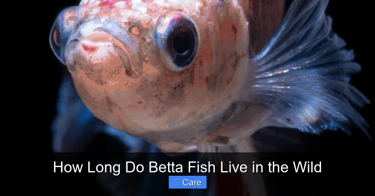 How Long Do Betta Fish Live in the Wild