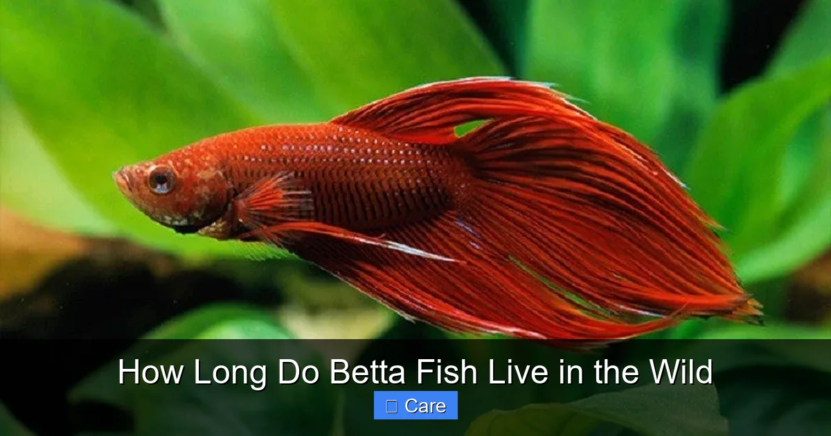 How Long Do Betta Fish Live in the Wild