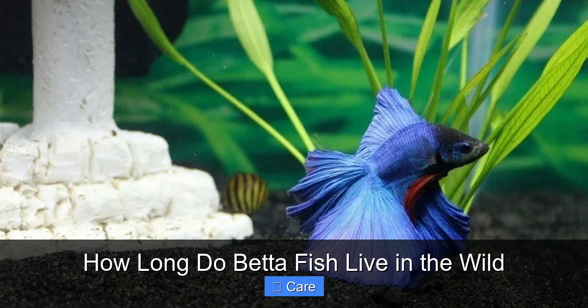 How Long Do Betta Fish Live in the Wild