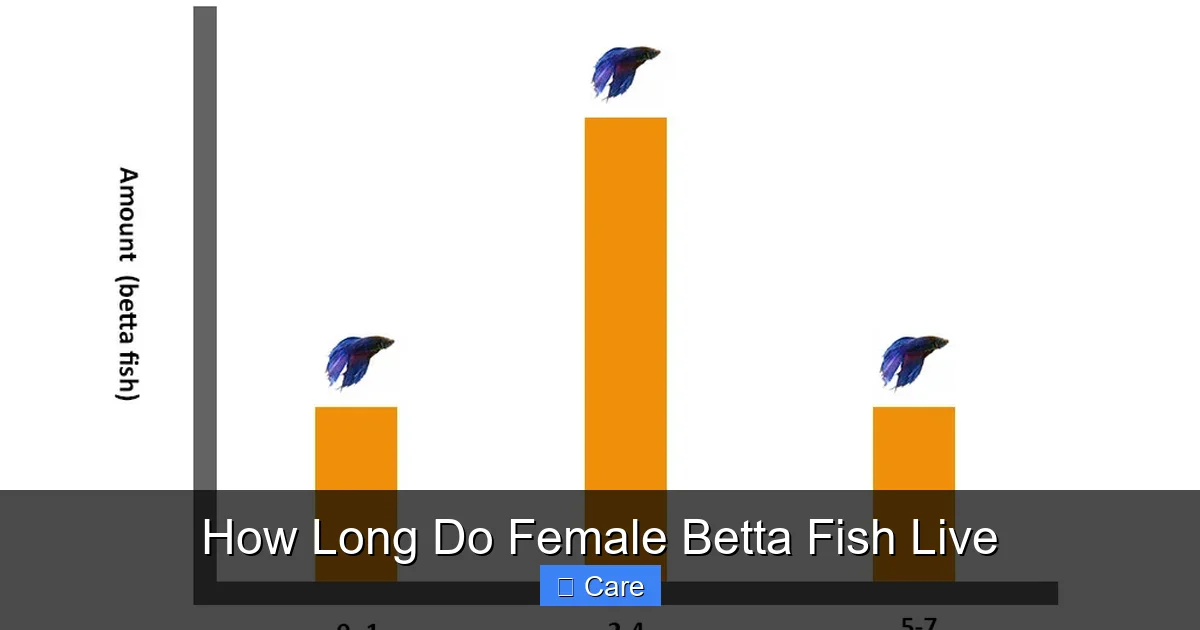 How Long Do Female Betta Fish Live