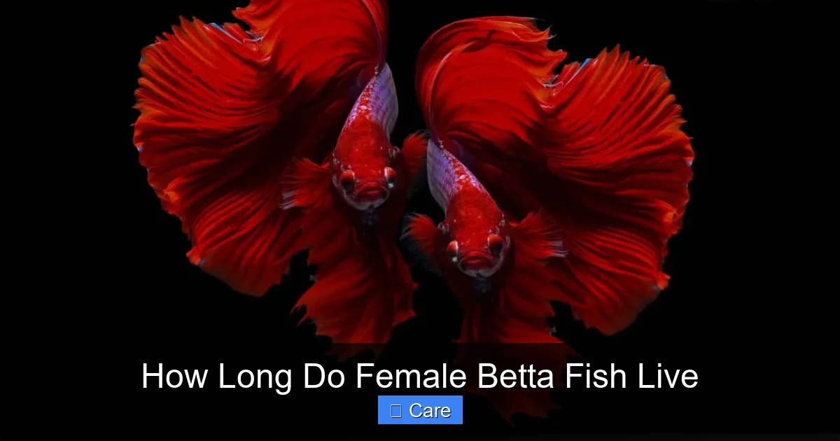 How Long Do Female Betta Fish Live