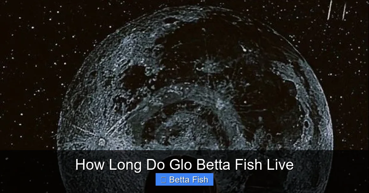 How Long Do Glo Betta Fish Live