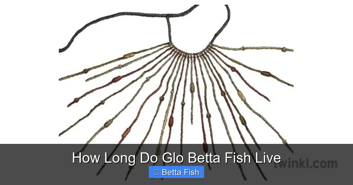 How Long Do Glo Betta Fish Live