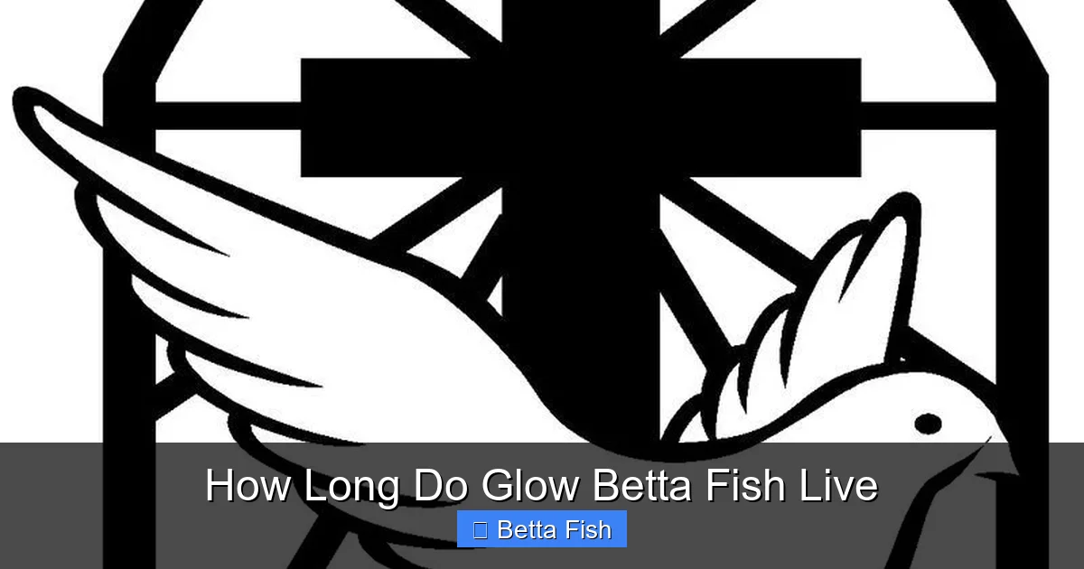 How Long Do Glow Betta Fish Live