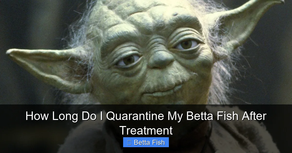 How Long Do I Quarantine My Betta Fish After Treatment