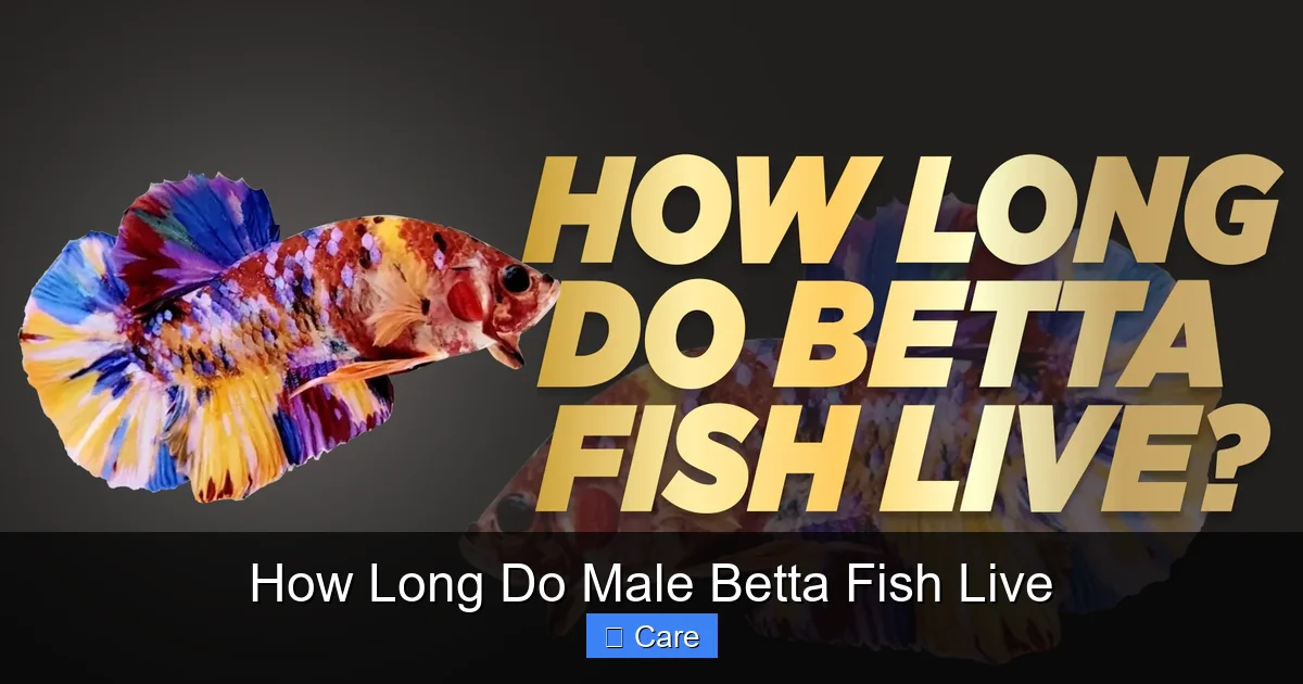 How Long Do Male Betta Fish Live