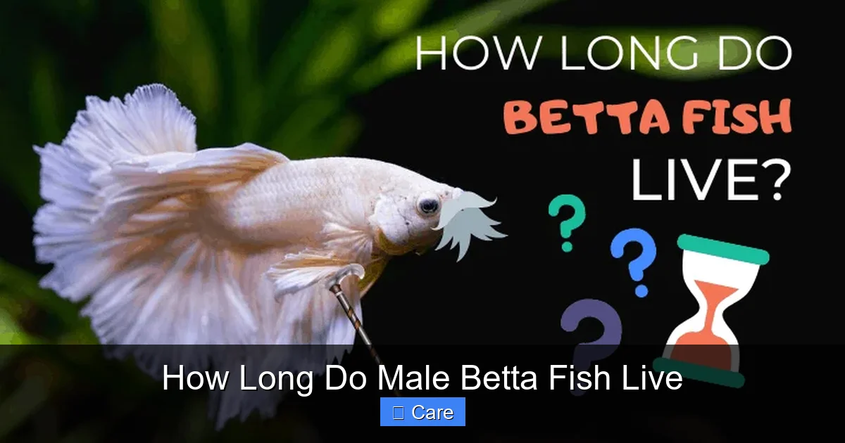 How Long Do Male Betta Fish Live