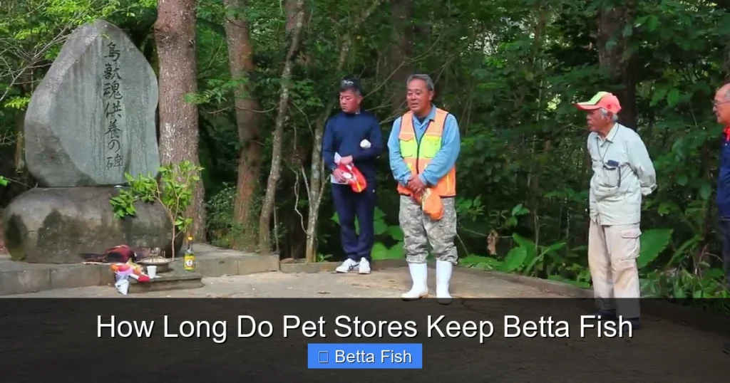 How Long Do Pet Stores Keep Betta Fish