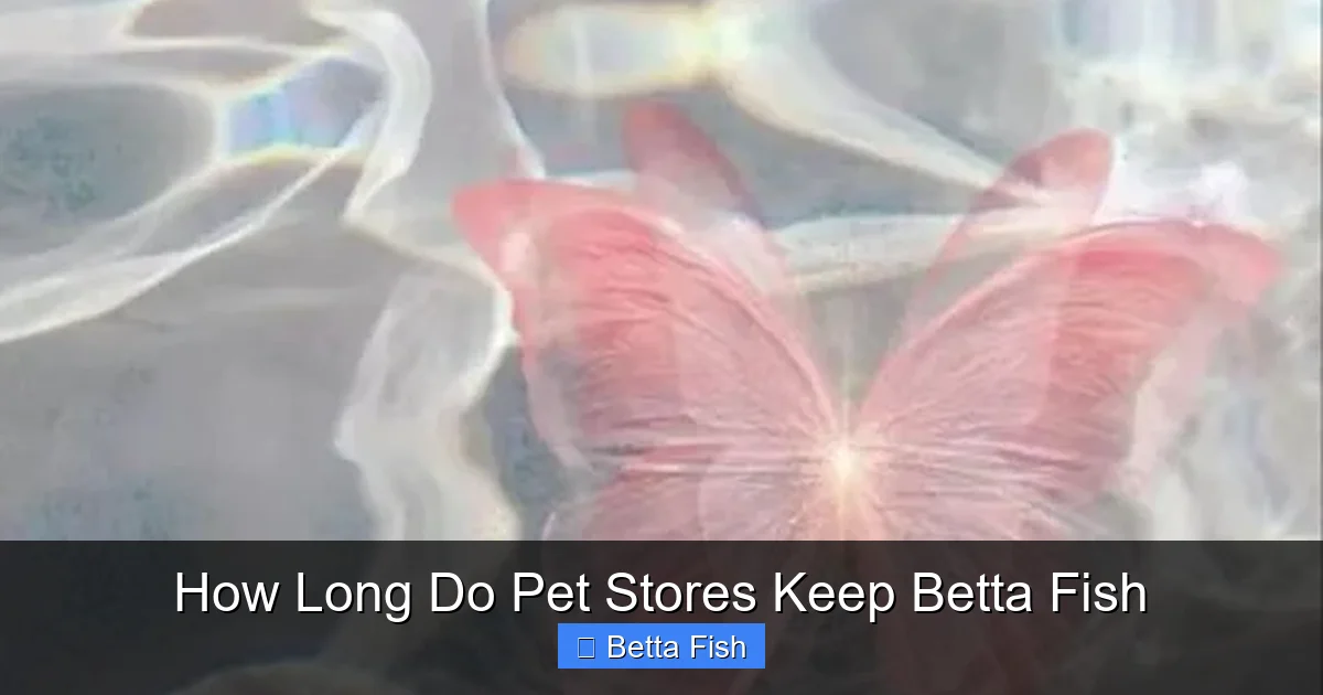 How Long Do Pet Stores Keep Betta Fish