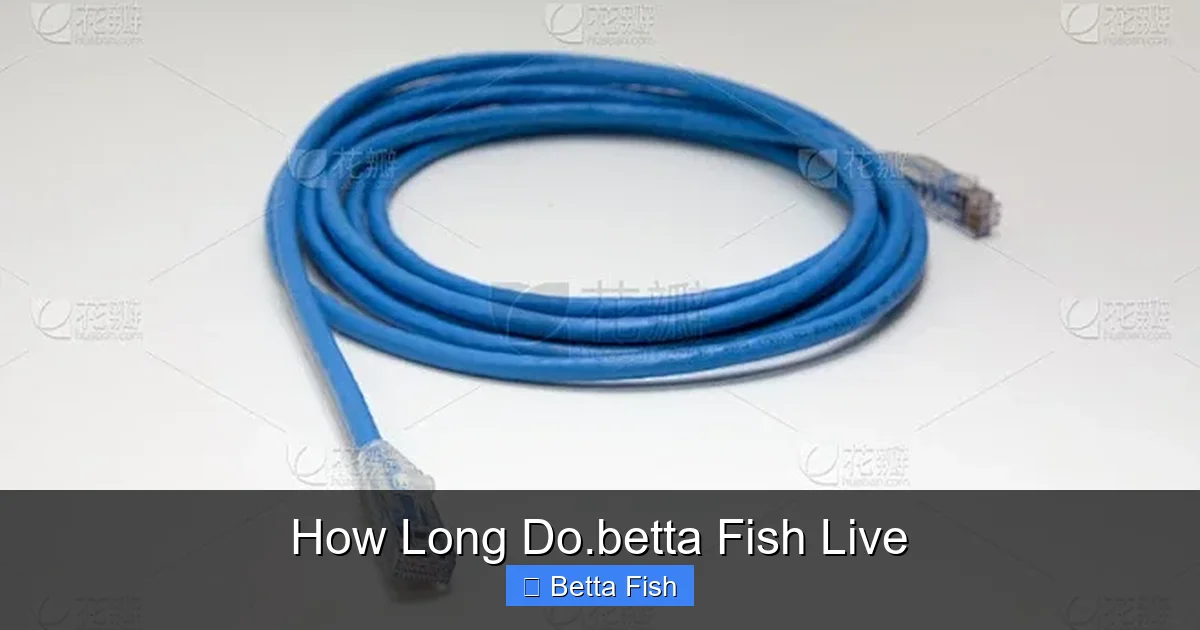 How Long Do.betta Fish Live