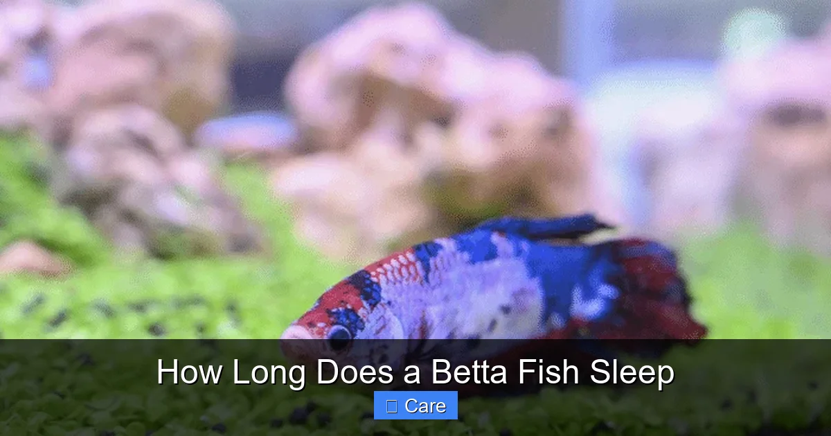 How Long Does a Betta Fish Sleep