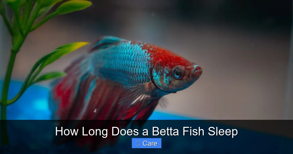 How Long Does a Betta Fish Sleep