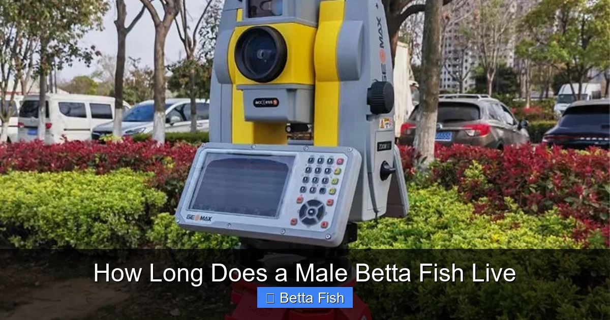 How Long Does a Male Betta Fish Live