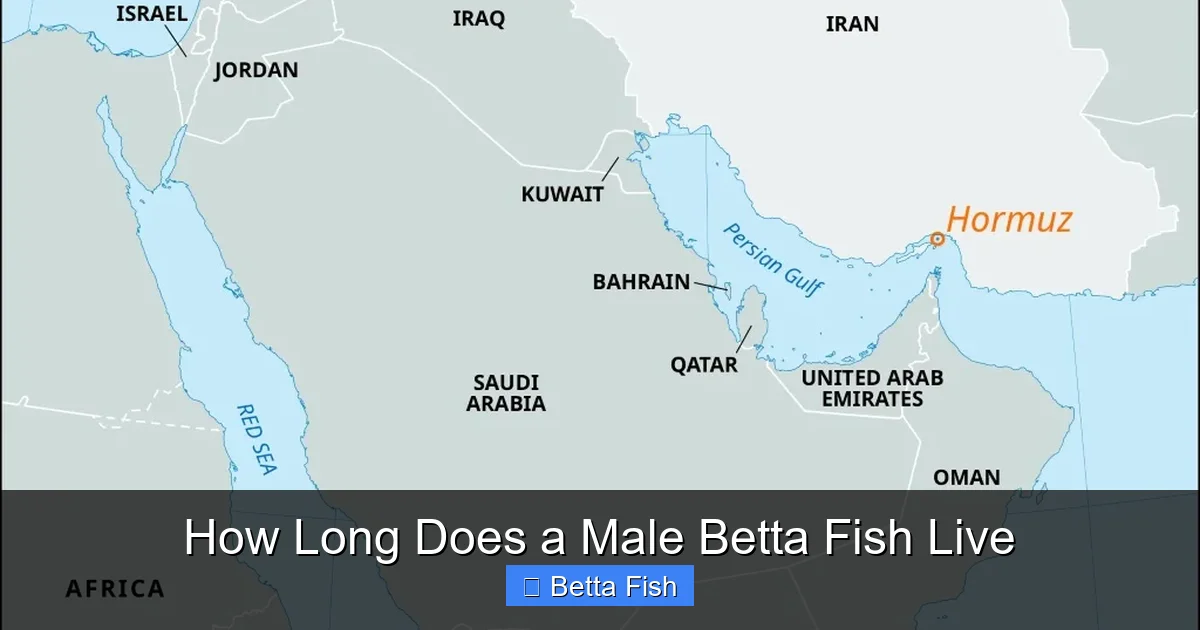 How Long Does a Male Betta Fish Live