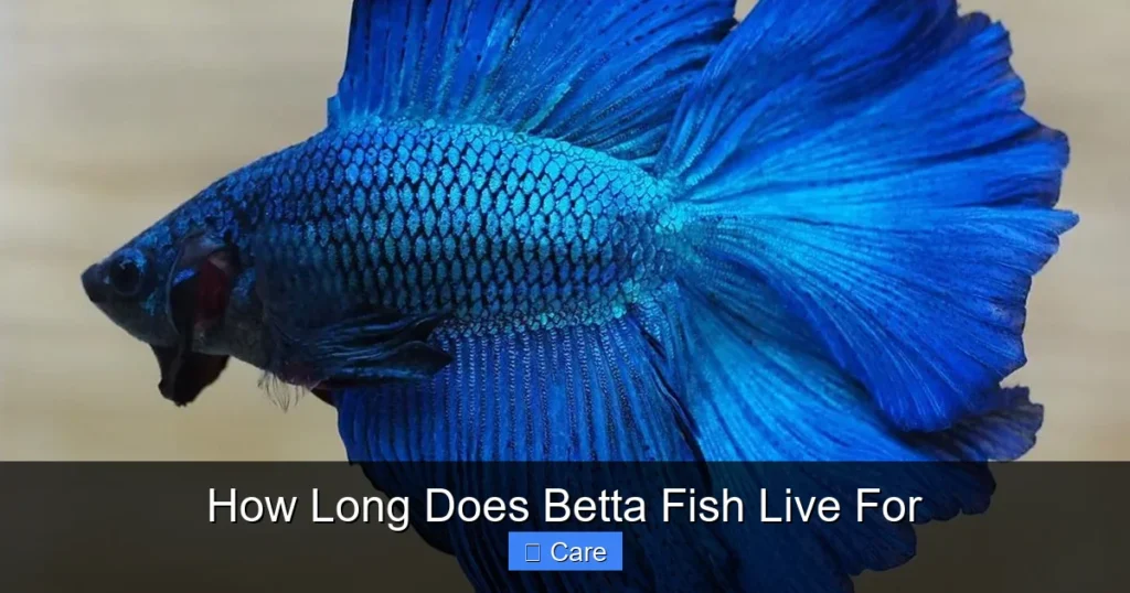 How Long Does Betta Fish Live For