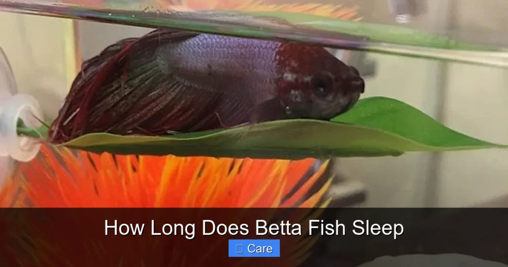 How Long Does Betta Fish Sleep