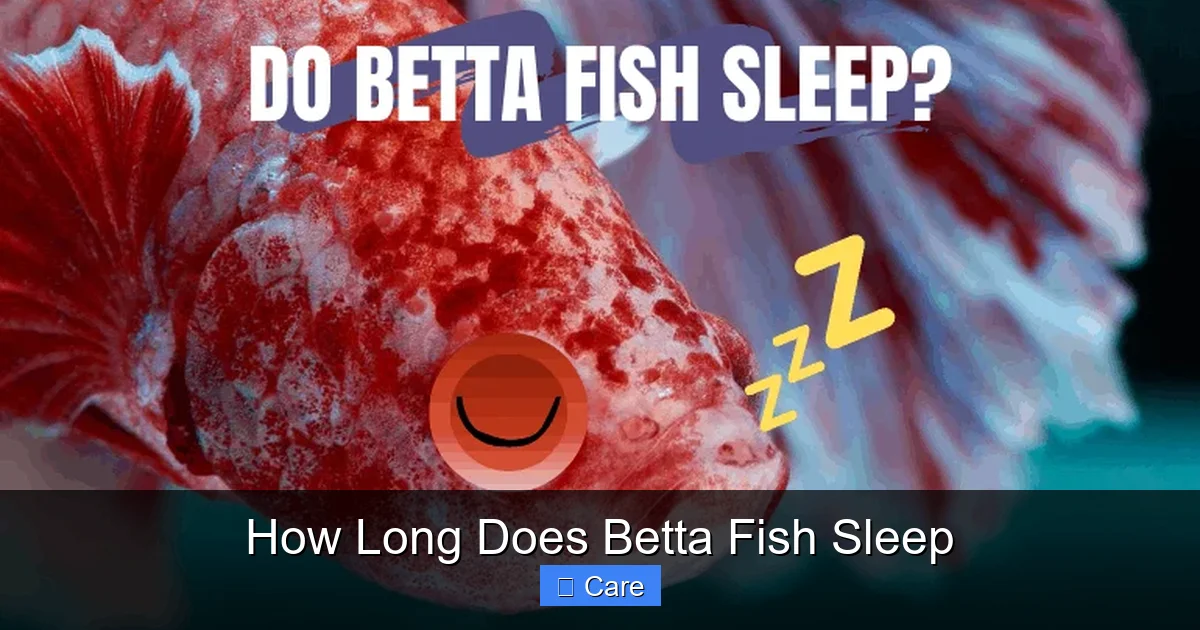 How Long Does Betta Fish Sleep
