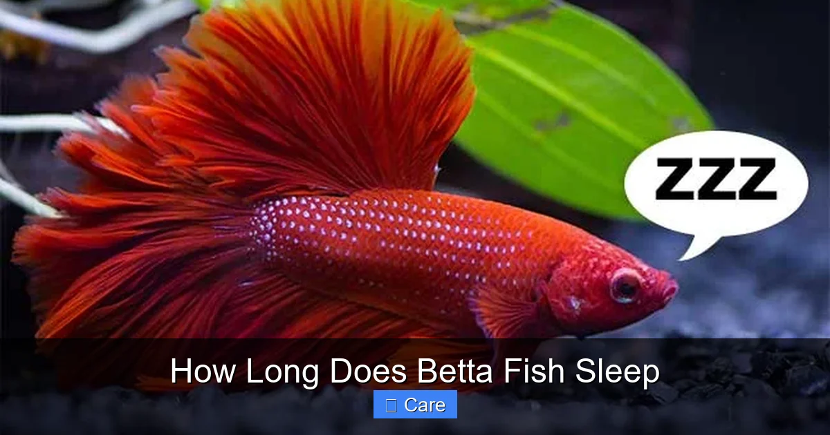 How Long Does Betta Fish Sleep