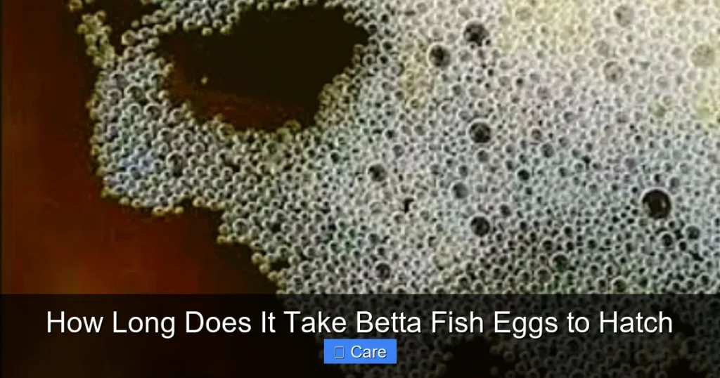How Long Does It Take Betta Fish Eggs to Hatch