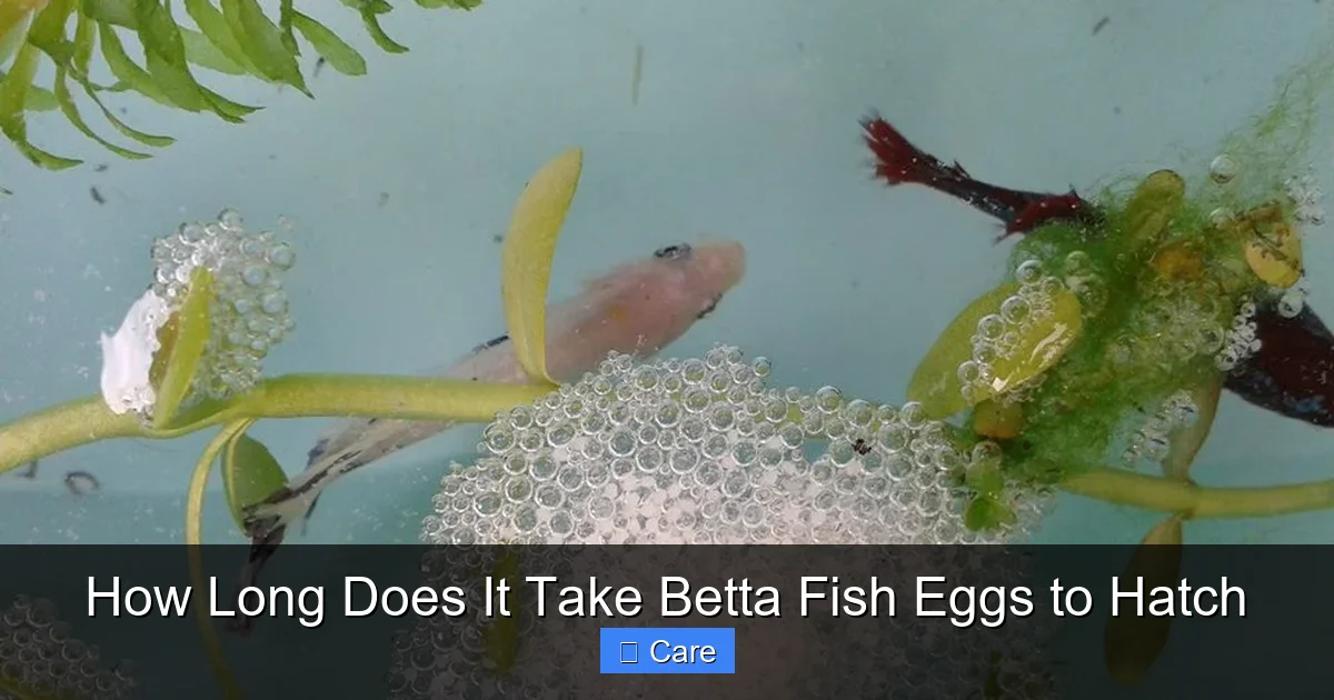How Long Does It Take Betta Fish Eggs to Hatch