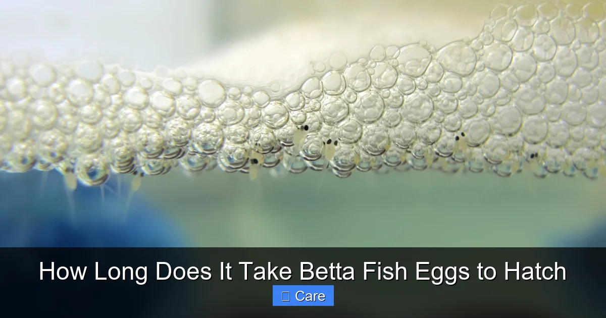 How Long Does It Take Betta Fish Eggs to Hatch