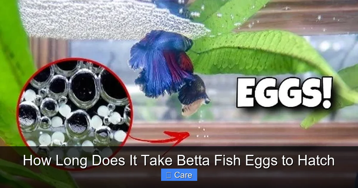 How Long Does It Take Betta Fish Eggs to Hatch