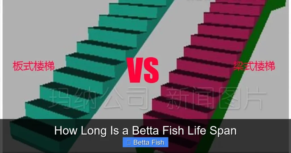 How Long Is a Betta Fish Life Span