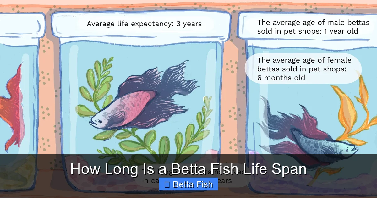 How Long Is a Betta Fish Life Span