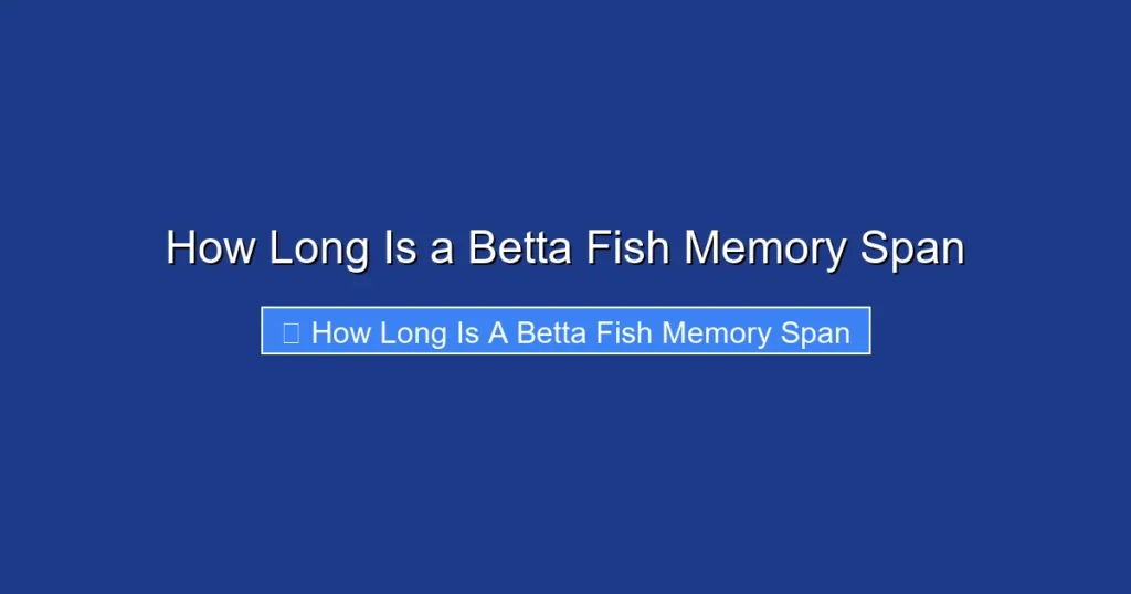How Long Is a Betta Fish Memory Span