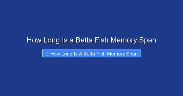 How Long Is a Betta Fish Memory Span