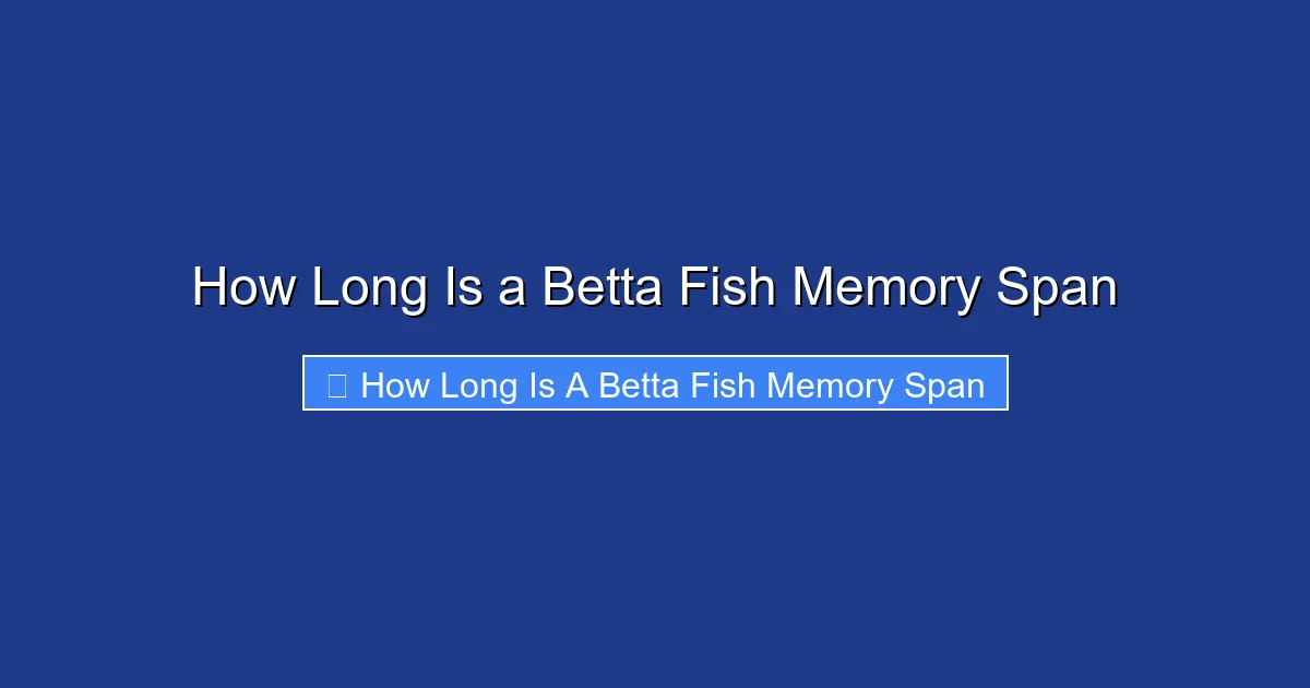 How Long Is a Betta Fish Memory Span