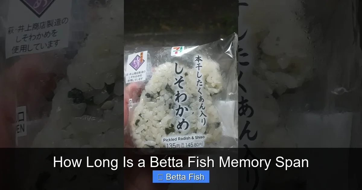 How Long Is a Betta Fish Memory Span