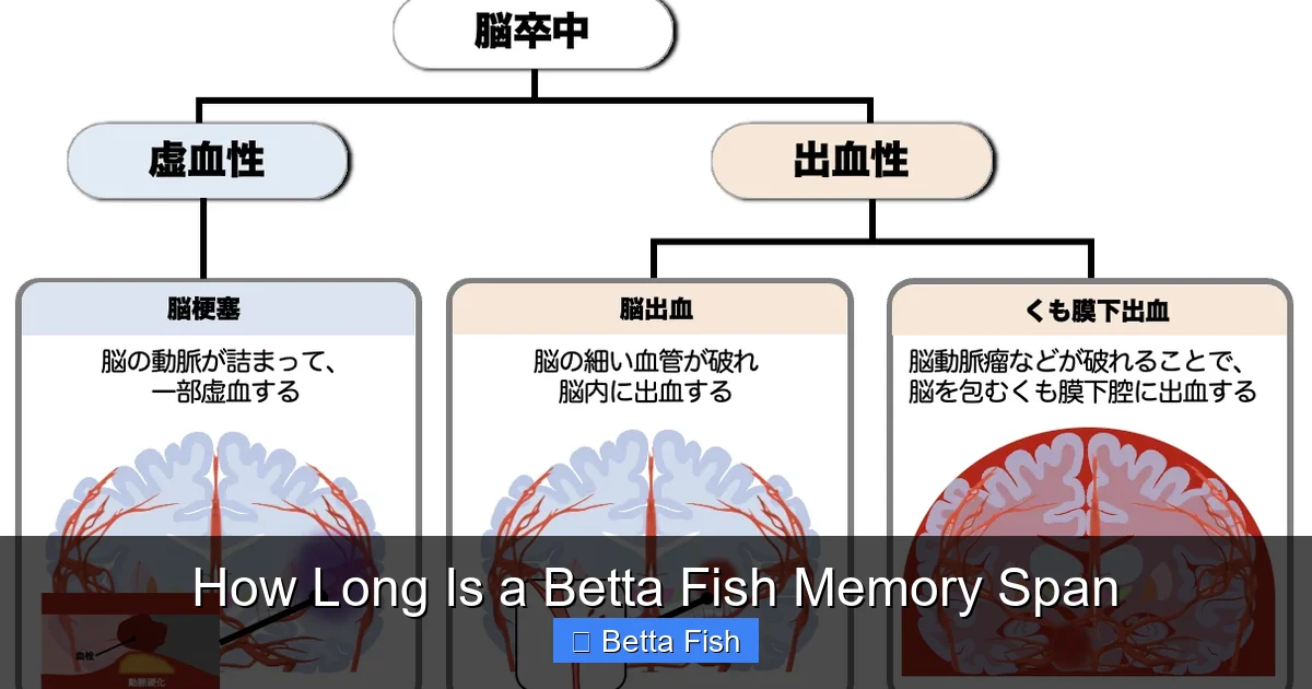 How Long Is a Betta Fish Memory Span
