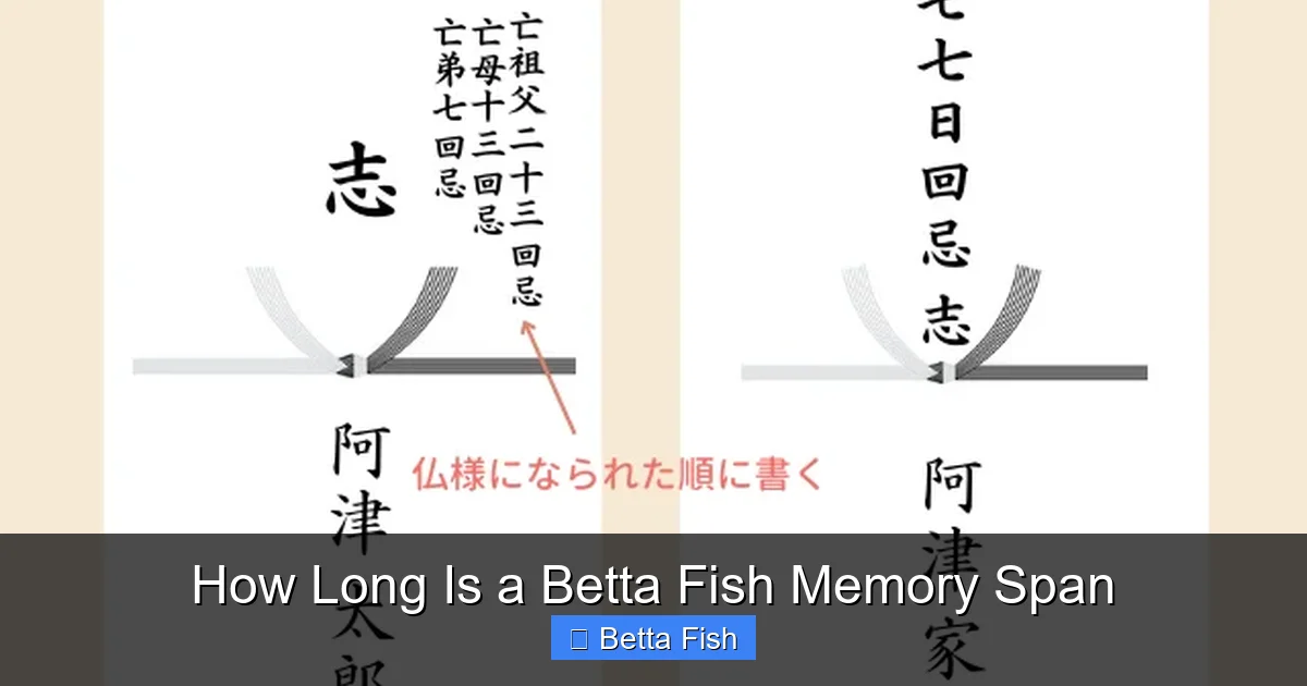 How Long Is a Betta Fish Memory Span