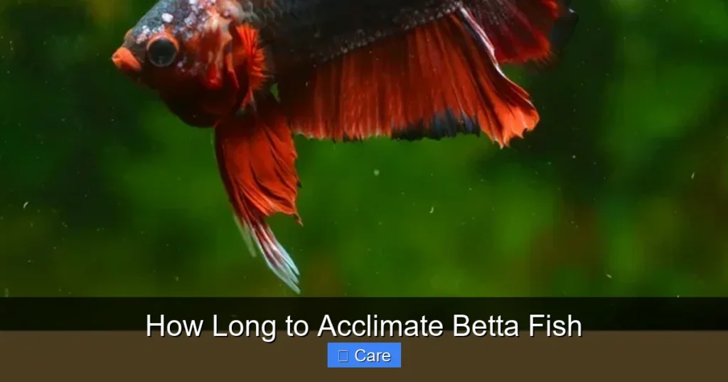 How Long to Acclimate Betta Fish