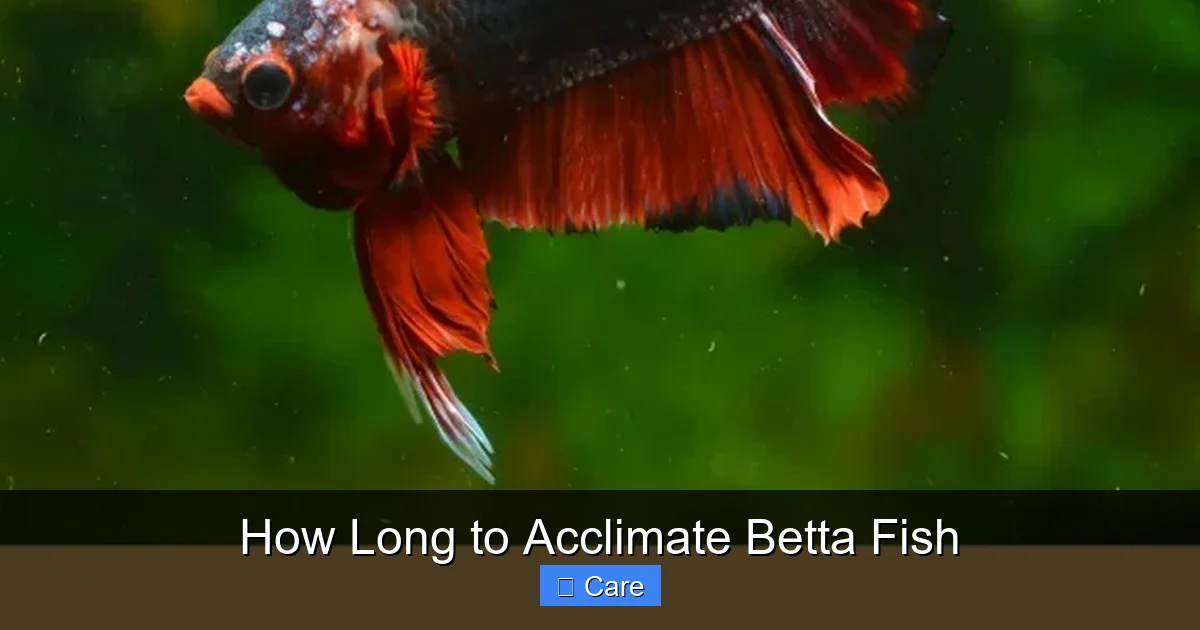 How Long to Acclimate Betta Fish