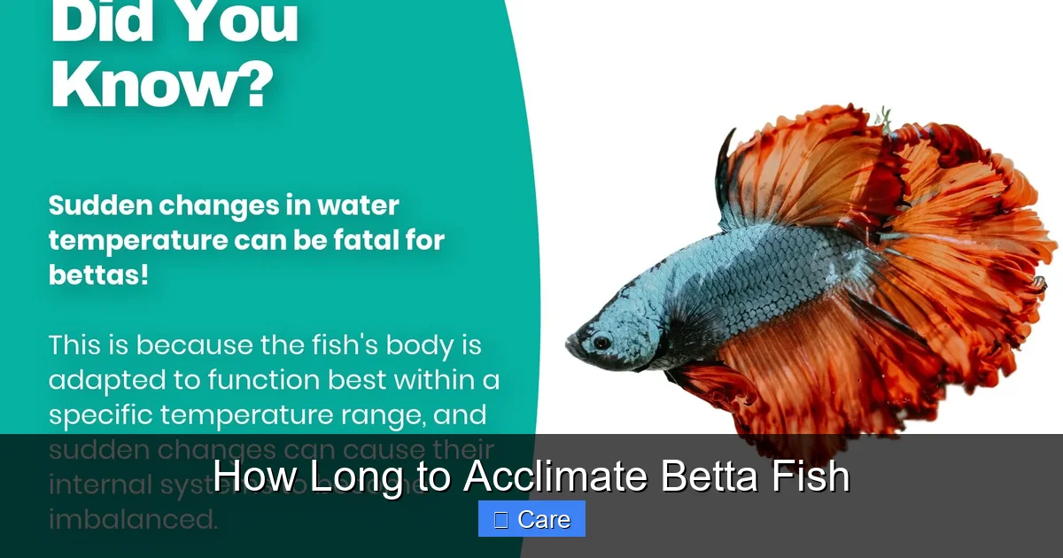 How Long to Acclimate Betta Fish