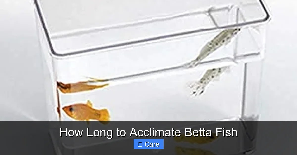 How Long to Acclimate Betta Fish