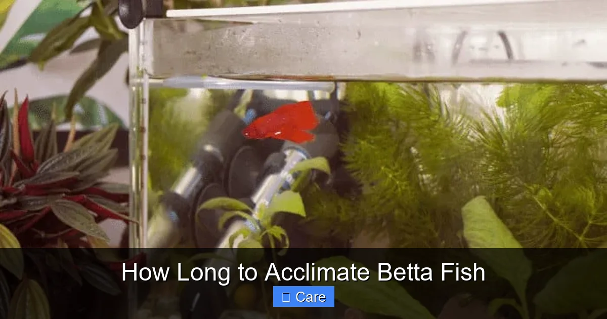 How Long to Acclimate Betta Fish