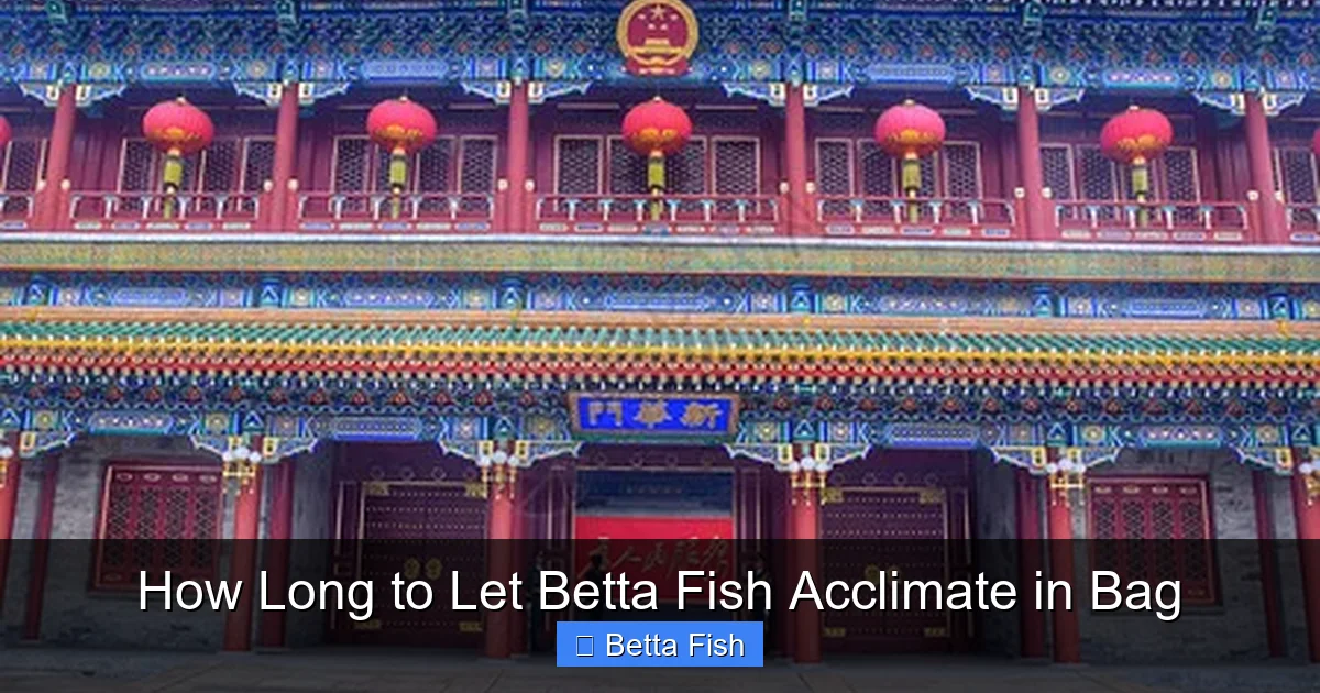 How Long to Let Betta Fish Acclimate in Bag