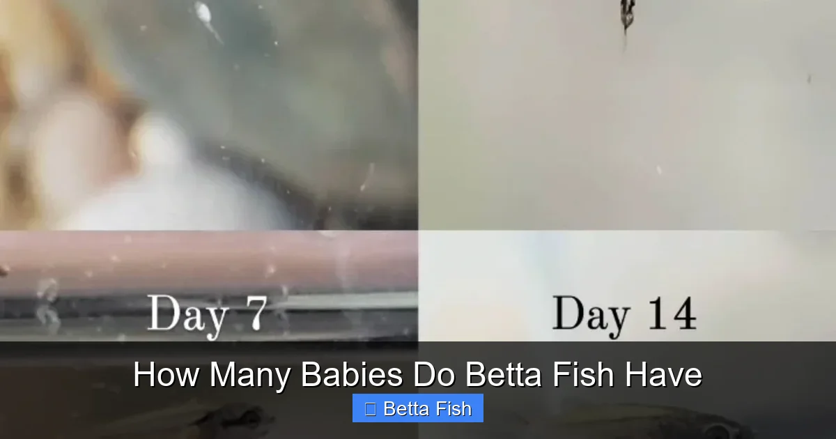 How Many Babies Do Betta Fish Have