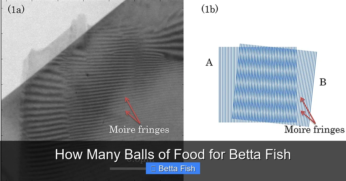 How Many Balls of Food for Betta Fish
