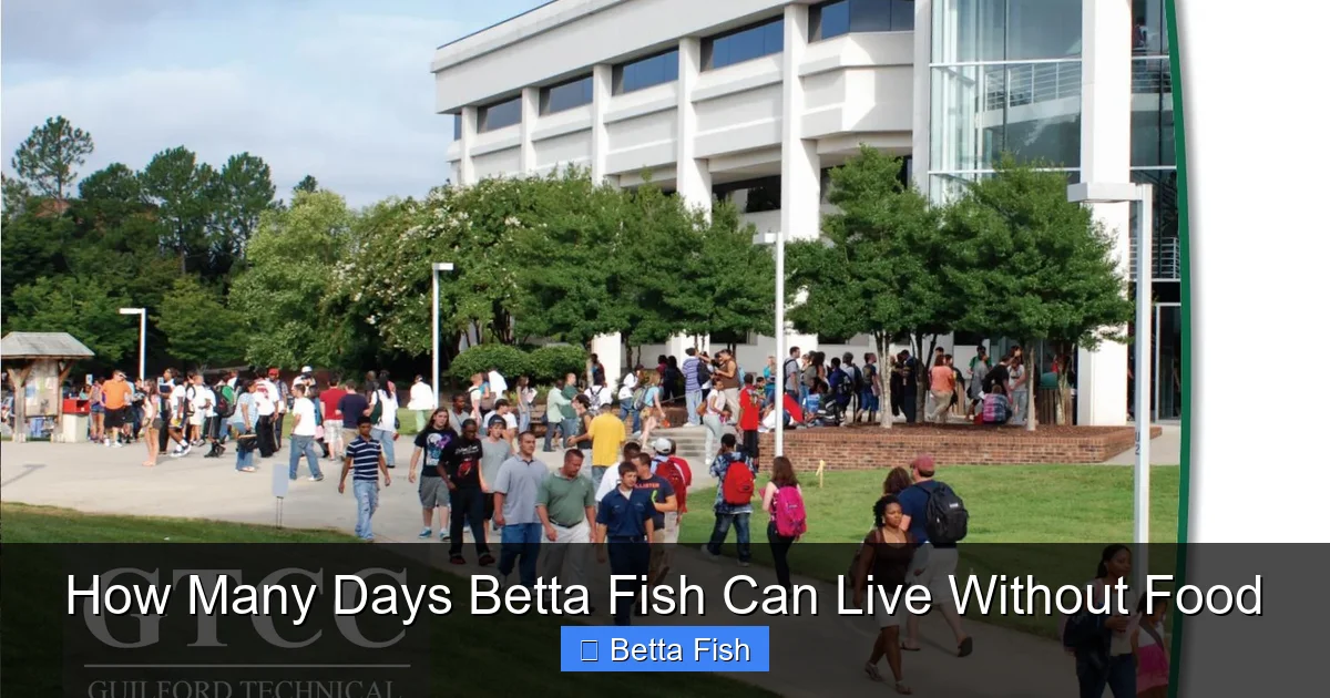 How Many Days Betta Fish Can Live Without Food