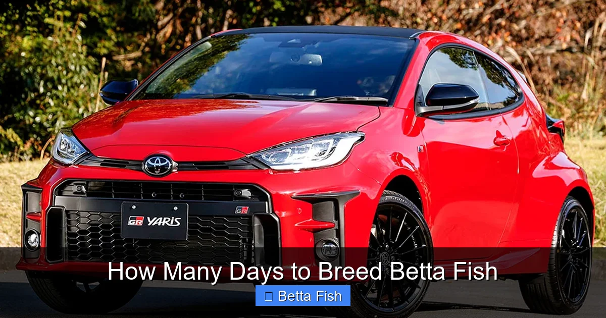 How Many Days to Breed Betta Fish
