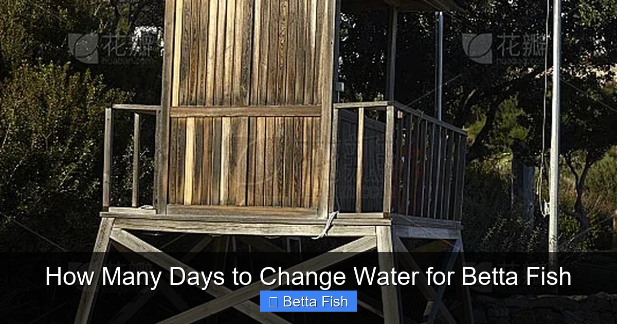 How Many Days to Change Water for Betta Fish