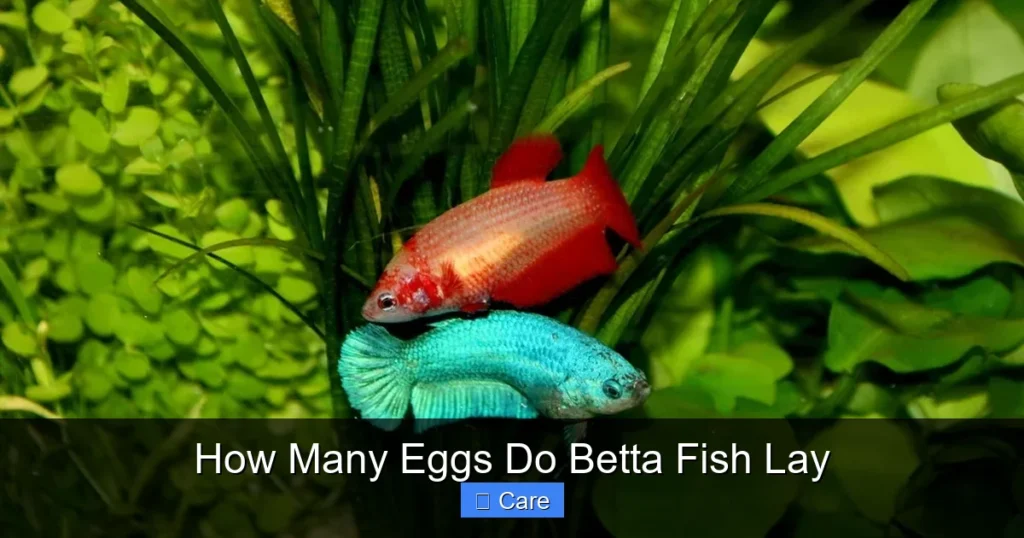 How Many Eggs Do Betta Fish Lay