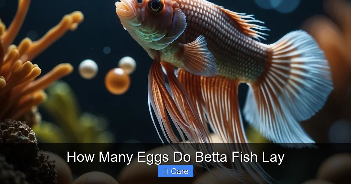 How Many Eggs Do Betta Fish Lay