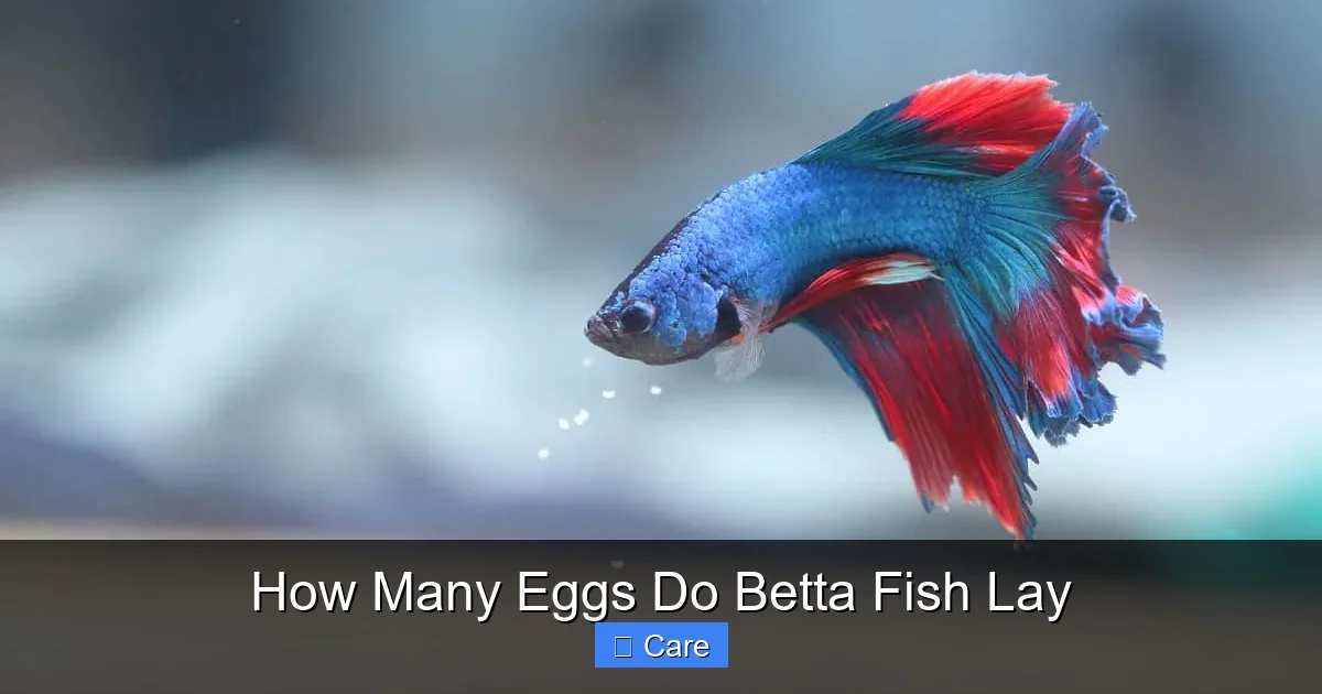 How Many Eggs Do Betta Fish Lay