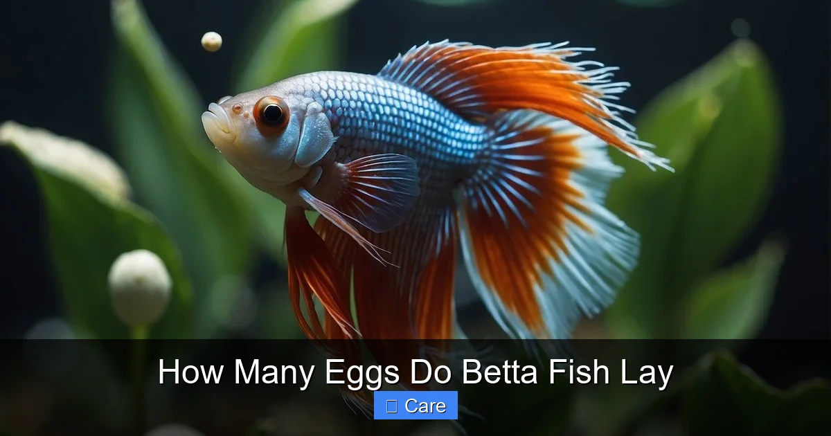 How Many Eggs Do Betta Fish Lay