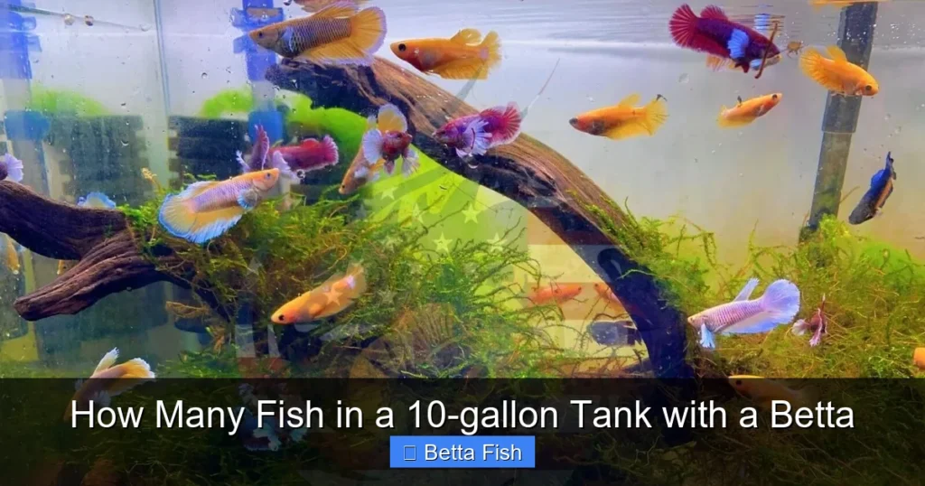 How Many Fish in a 10-gallon Tank with a Betta